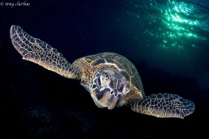 Turtle in slow flight with layovers and delays... Holiday... by Tony Cherbas 